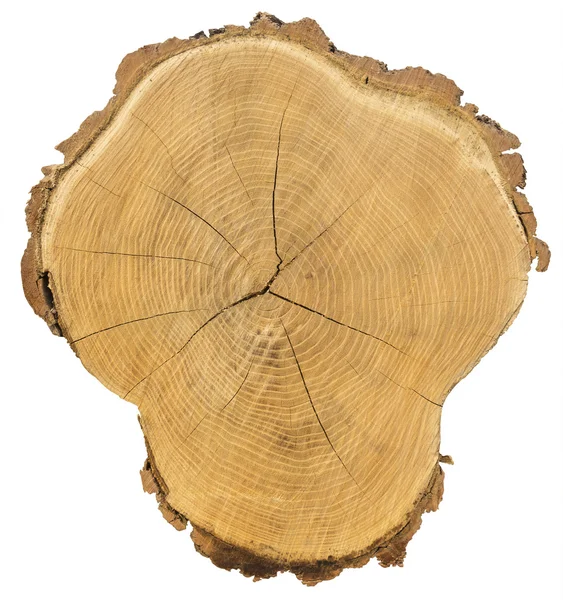 Sezione trasversale del tronco d'albero isolato con percorso di ritaglio su bianco — Foto Stock