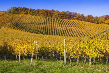 Güzel üzüm sonbahar üzüm bağları ile renkli Reaply manzara.