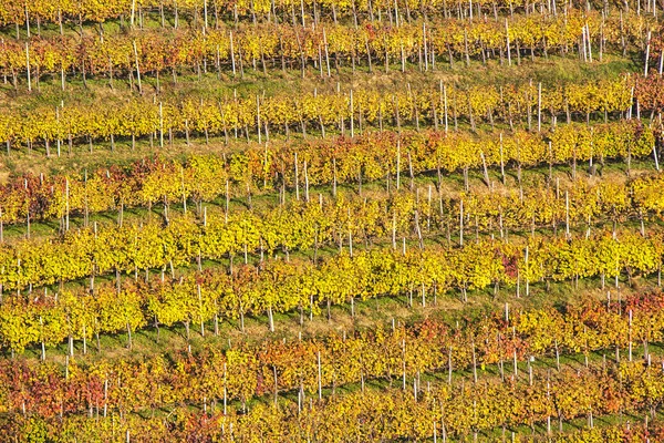 Lindas vinhas Outono Paisagem vinhedos com folhas coloridas — Fotografia de Stock