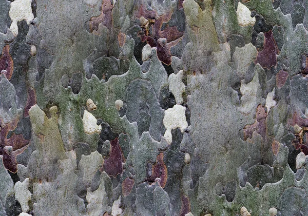 Casca de árvore colorida como fundo de textura sem costura — Fotografia de Stock