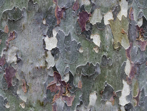 Barevné stromové kůry jako plynulé textury pozadí — Stock fotografie
