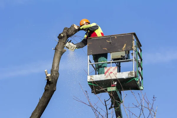 Trabajador con una motosierra recortando las ramas de los árboles en la ciudad pa —  Fotos de Stock