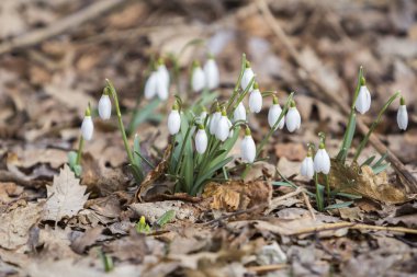 Beyaz kardelen ilk bahar çiçekleri ormanın içinde