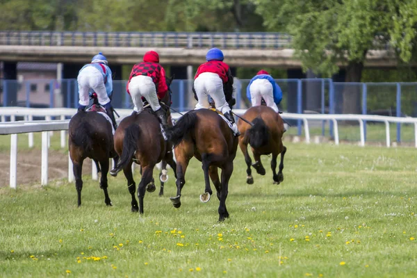 Yarış atları ve jockeys bir yarış sırasında
