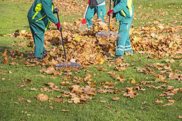 Trabajadores limpiando hojas caídas de otoño —  Fotos de Stock