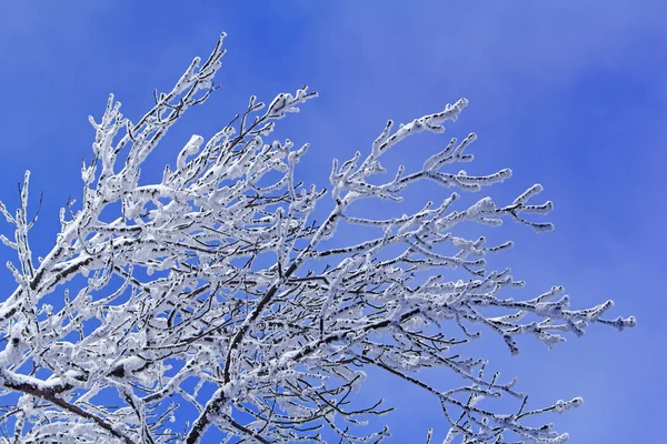 Drzew z oddziałów pełne śniegu odrobina niebieski niebo w tle — Zdjęcie stockowe