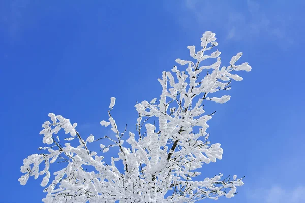 Drzew z oddziałów pełne śniegu odrobina niebieski niebo w tle — Zdjęcie stockowe