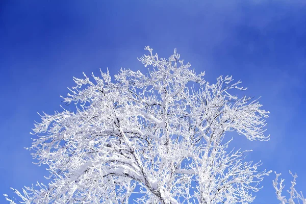 Bäume mit Ästen voller Schnee mit blauem Himmel im Hintergrund — Stockfoto