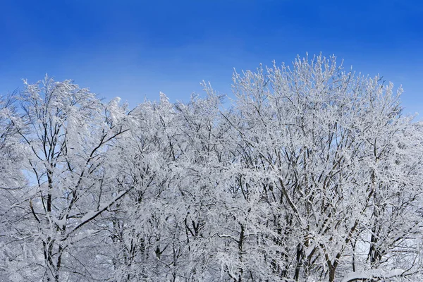 Дерева з гілками, повними снігу, біле блакитне небо на фоні — стокове фото