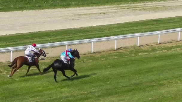 Galloping Race Horses Jockeys Racing Competition Slow Motion Video