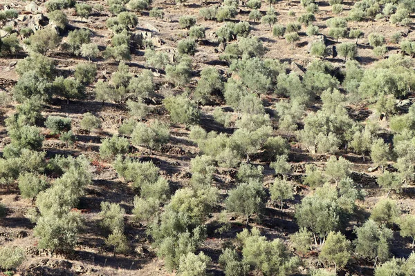 Gran olivar en una ladera cerca de Oporto — Foto de Stock