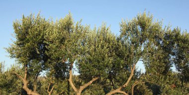 Zeytin ağaçları, zeytin dalları,