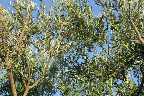 Plantation of olive trees olive branchs — Stock Photo, Image