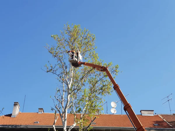 Pracovník Motorovou Pilou Ořezávající Větve Stromů Vysoké Hydraulické Pojízdné Plošině — Stock fotografie