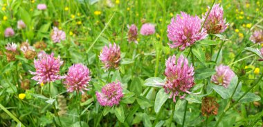 Yeşil yapraklı kırmızı yoncalar 