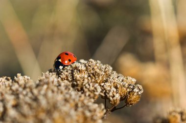Uğurböceği sonbahar yakın plan fotoğrafı altın arka plan, kırmızı ve altın rengi