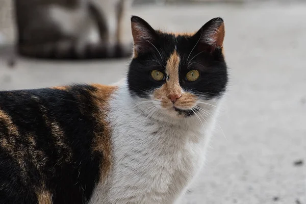Headshot Three Color Stray Cat Close Photo Cute Female Kitten — Stock Photo, Image