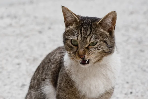 Angry Looking Stray Cat Close Photo Grey White Male Cat — Stock Photo, Image