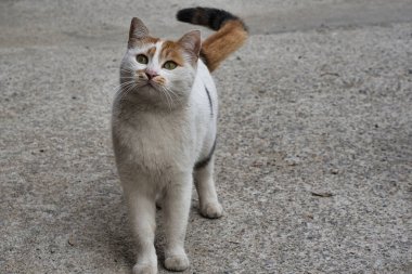 Beyaz sokak kedisi şeker arıyor, meraklı bakışlı şirin kedi yüzlü.