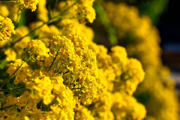 Keř Divokých Žlutých Květin Detailní Záběr Jarního Květu — Stock fotografie