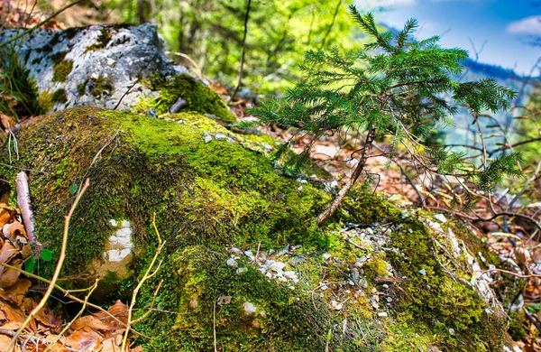 Pequena Mini Árvore Crescendo Uma Pedra Musgosa Musgo Líquen Cobriu — Fotografia de Stock