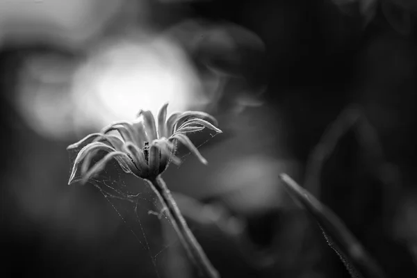 Black and white dried flower, autumn close-up photo of dried dandelion