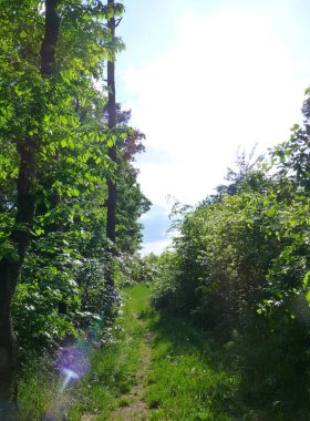 Bitki örtüsü ile çevrili dar orman yolu