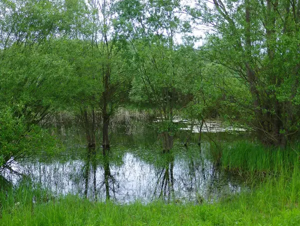 Small Pond Surrounded Lush Vegetation — Stock Photo, Image