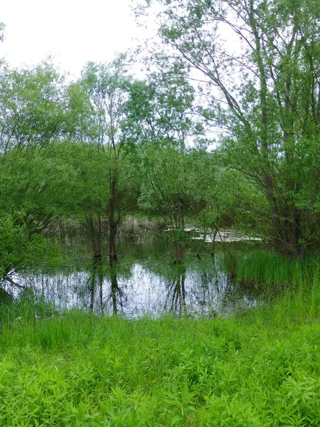 被树木和植物包围的小池塘 — 图库照片