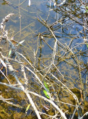 Bitkiler ve dallarla kaplı sığ bir su yüzeyine yakın çekim