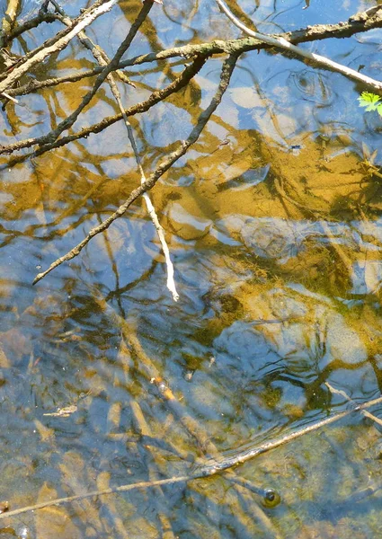 Foto Primo Piano Una Superficie Acqua Coperta Con Varie Piante — Foto Stock