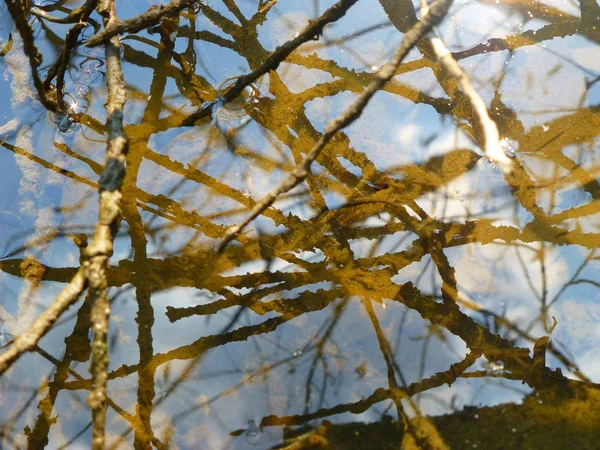 Фотография Поверхности Воды Покрытой Растениями Ветвями — стоковое фото