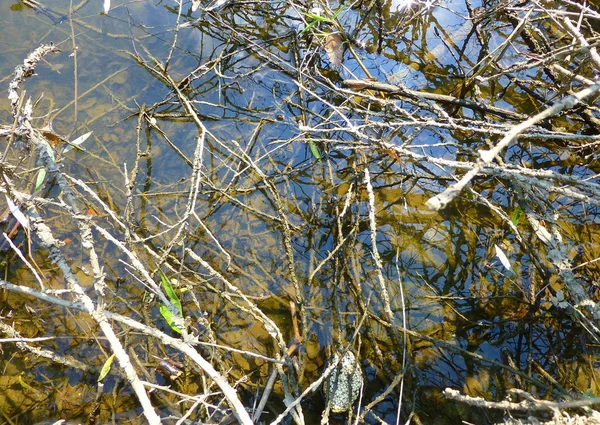 Foto Primo Piano Una Superficie Acqua Coperta Rami Impianti — Foto Stock