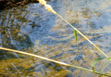 Sığ bir nehrin dibinde yüzen zar yılanının fotoğrafı.