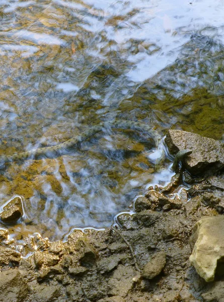 Foto Uma Cobra Dados Descansando Cabeça Rocha Lado Margem Rio — Fotografia de Stock