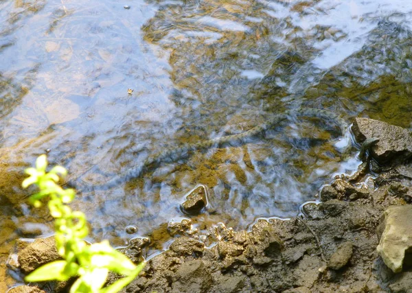 Photo Beautiful Dice Snake Resting Its Head Rock Next River — Stok fotoğraf
