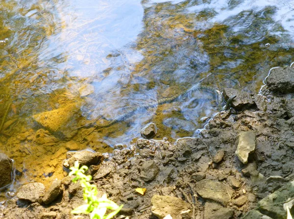 Foto Una Serpiente Dados Apoyando Cabeza Sobre Roca Orilla Río — Foto de Stock