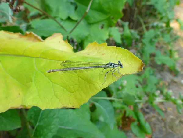 Foto Van Een Mooie Kleine Waterjuffer Zittend Het Blad Van — Stockfoto