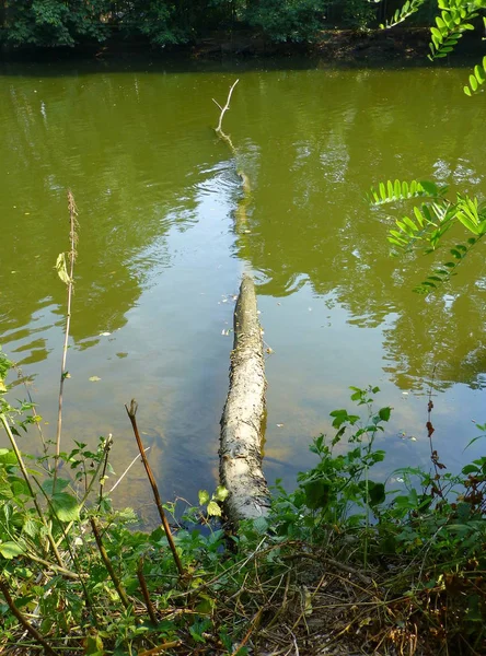 Photo of a fallen tree partialy submerged in the river next to a forest