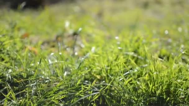 Closeup zelené šťavnaté trávy — Stock video
