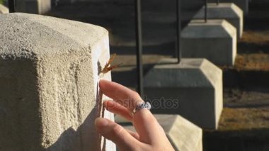 Güzel kelebek bir kadının eli oturur