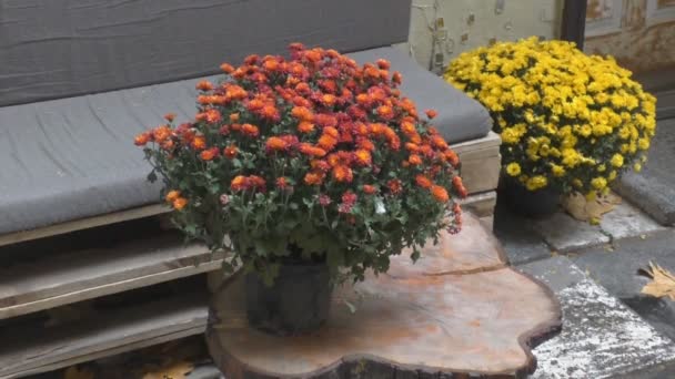 Hermosa vintage otoño naturaleza muerta con calabaza y flores — Vídeo de stock