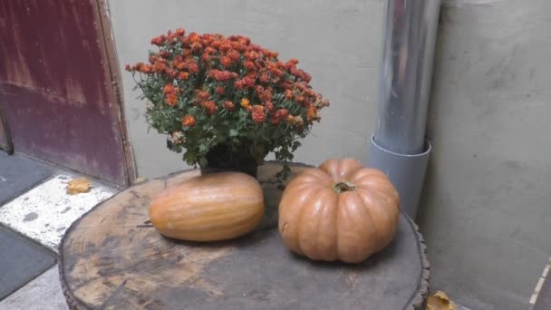 Hermosa vintage otoño naturaleza muerta con calabaza y flores — Vídeo de stock