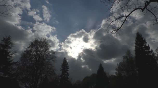 Belle vue sur le ciel avec des silhouettes d'arbres — Video