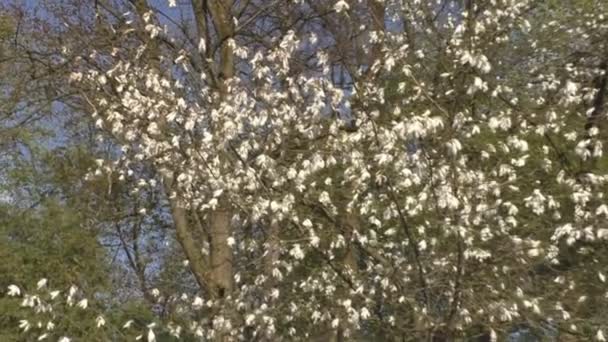 Hermosas flores de magnolia florecen en el parque — Vídeo de stock