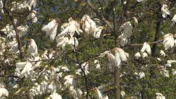 Hermosas flores de magnolia florecen en el parque — Vídeo de stock