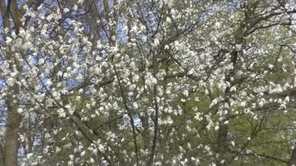 Hermosas flores de magnolia florecen en el parque — Vídeos de Stock
