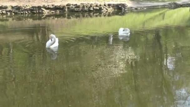 Lago in un parco con cigni, una casa di uccelli e una scultura — Video Stock