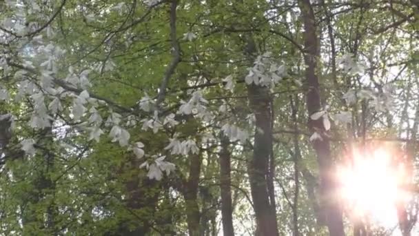 Gyönyörű magnolia virágok nyílnak a parkban — Stock videók