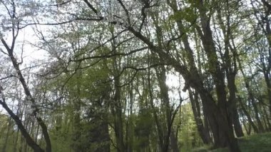 Yemyeşil bitki örtüsü, ağaçlar, çalılar, yollar ve çim güzel park